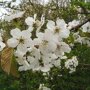 Kersenboom 'Hedelfinger' leivorm laag (kruisbestuivend)